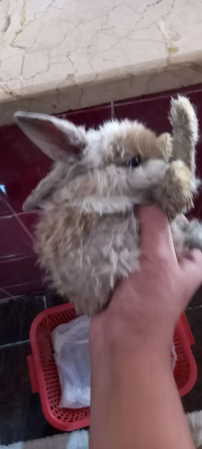 خرگوش لپی|موش و خرگوش|رفسنجان, |دیوار