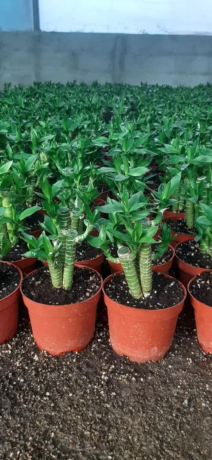 لوتوس آبی لوتوس خاکی|گل و گیاه طبیعی|شریفآباد, |دیوار