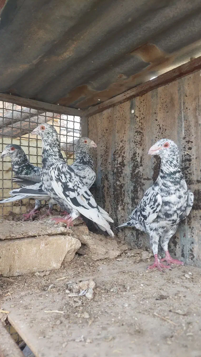 کفتر سیاه هفرنگ نر|حراج|بوئین زهرا, |دیوار