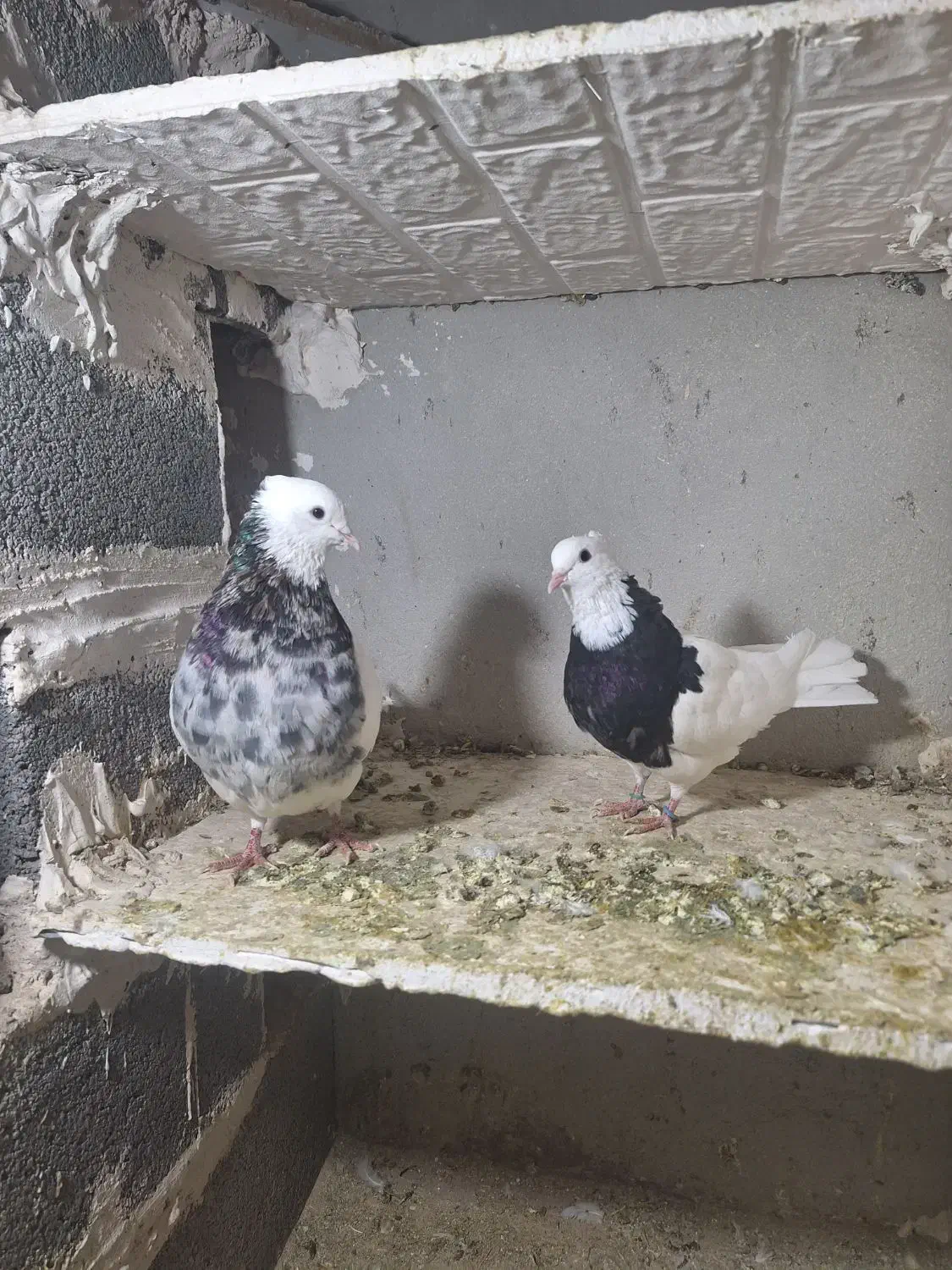 کبوتر طوقی رنگی|پرنده|ساوه, |دیوار