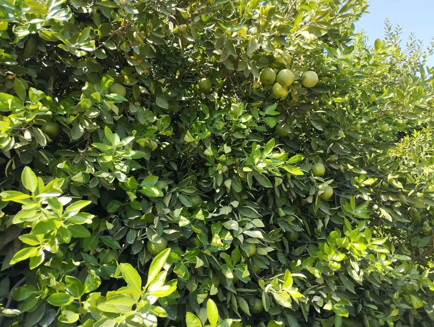 اجاره باغ مرکبات|خدمات باغبانی و درختکاری|نورآباد ممسنی, |دیوار