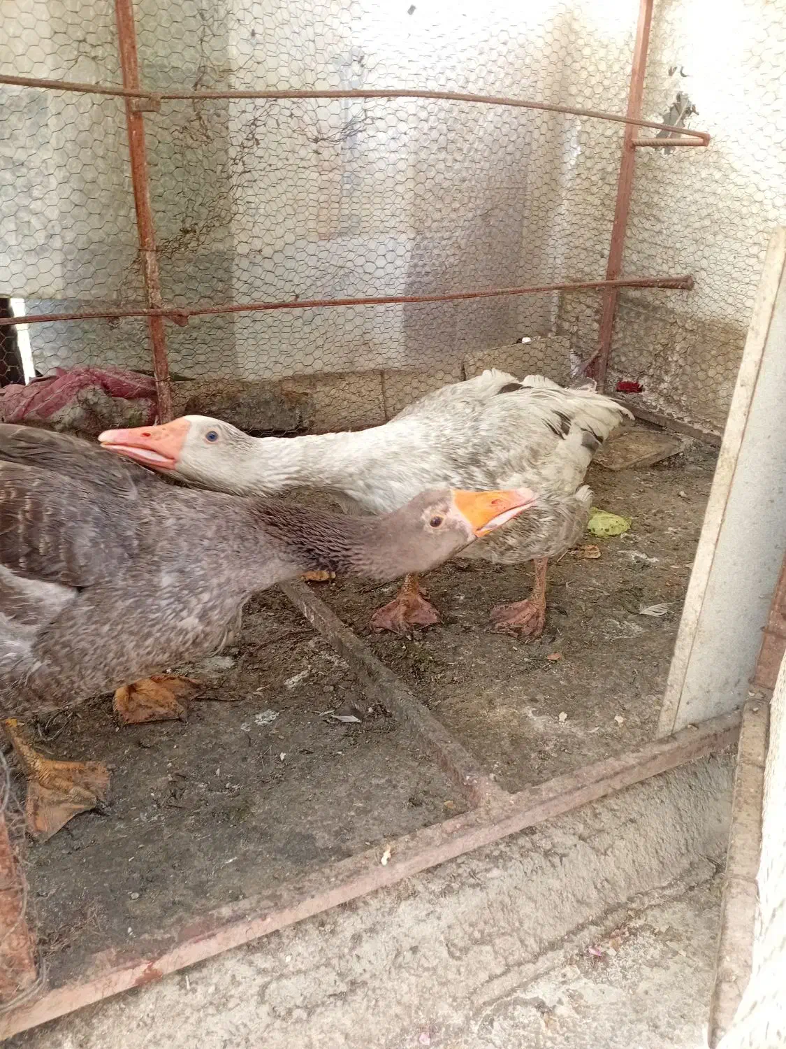 غاز|حیوانات مزرعه|طرقبه, |دیوار