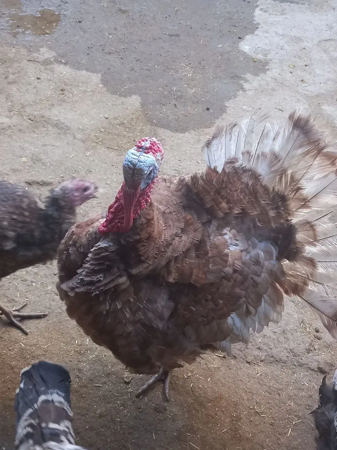 بوقلمون|حیوانات مزرعه|سیلاخور, |دیوار