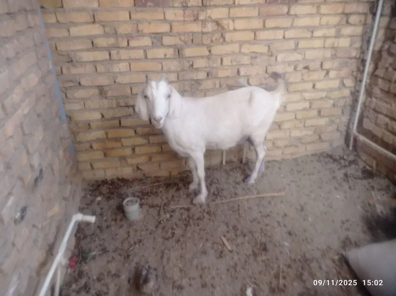 گوسفند|حیوانات مزرعه|میبد, |دیوار