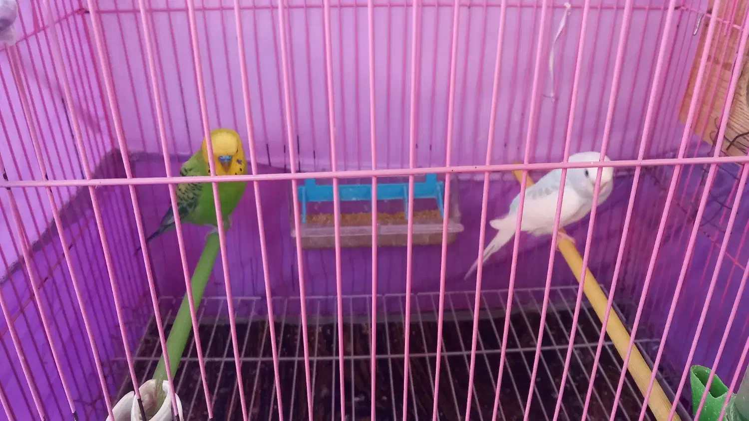 مرغ عشق زیبا|پرنده|رشت, نیروی دریایی|دیوار