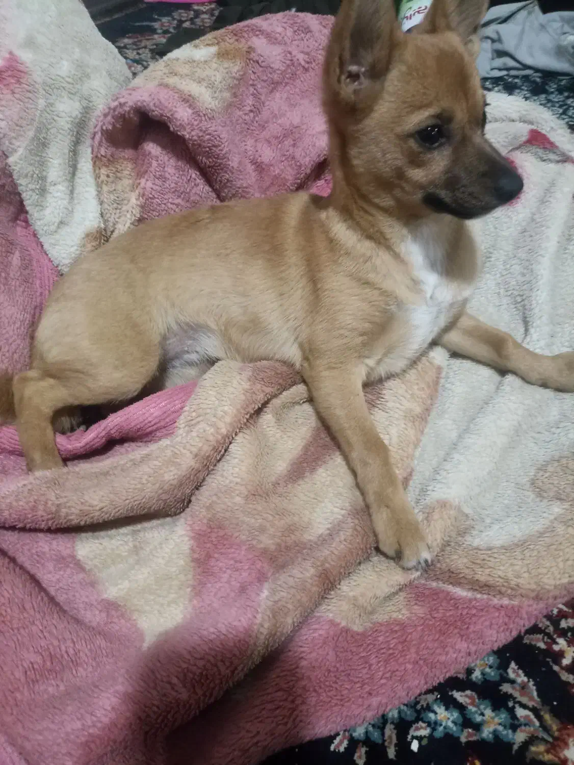 سگ پامرانین میکس|سگ|خرمدره, |دیوار