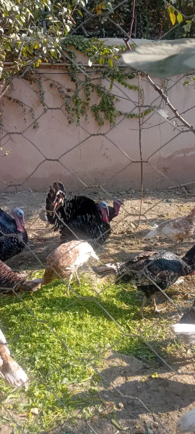 بوقلمون خروس مرغ تخم گزار مناسب شب چله|حیوانات مزرعه|چهارباغ, |دیوار