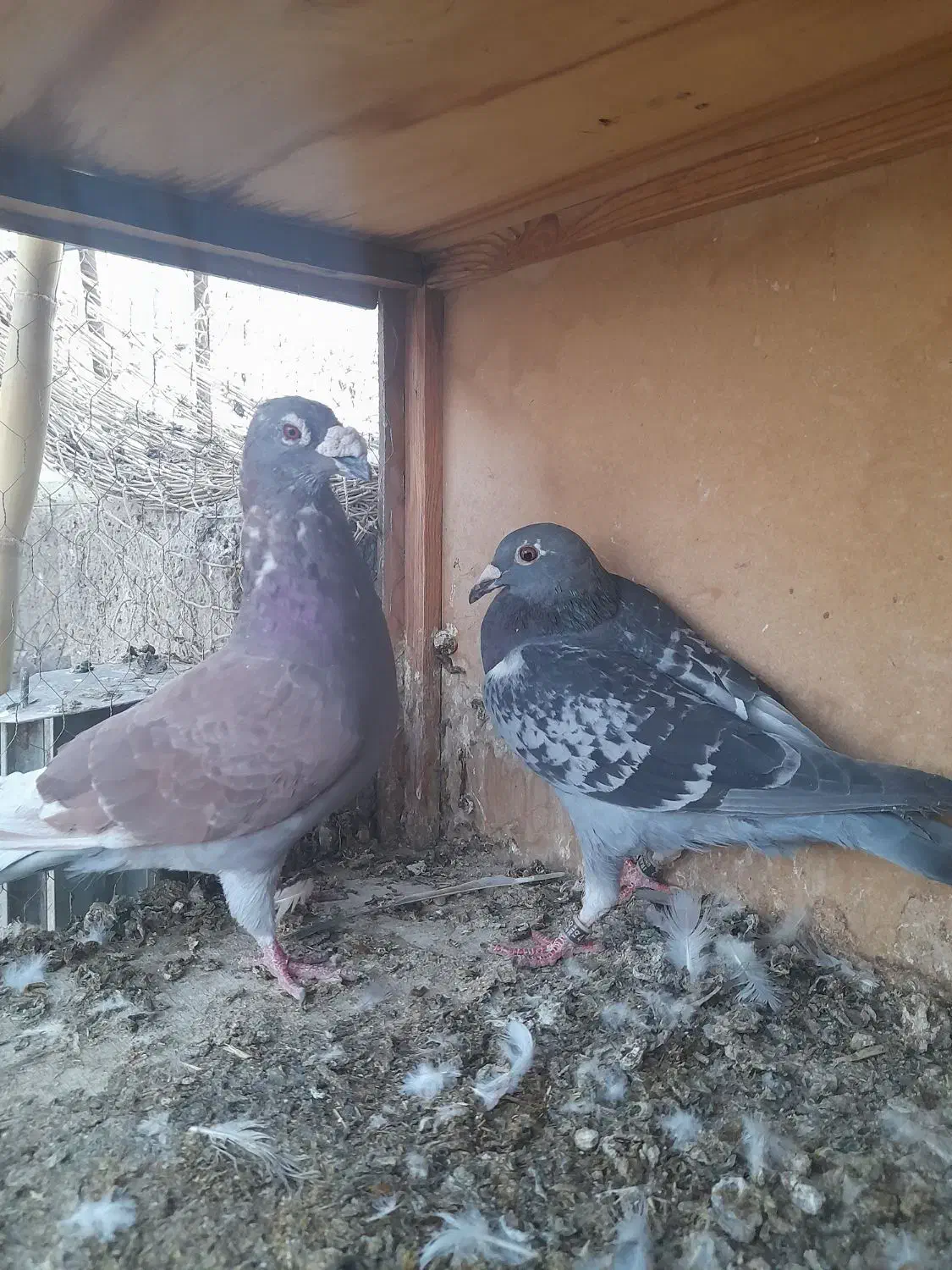 یه جفت مسافتی|پرنده|جوادآباد, |دیوار