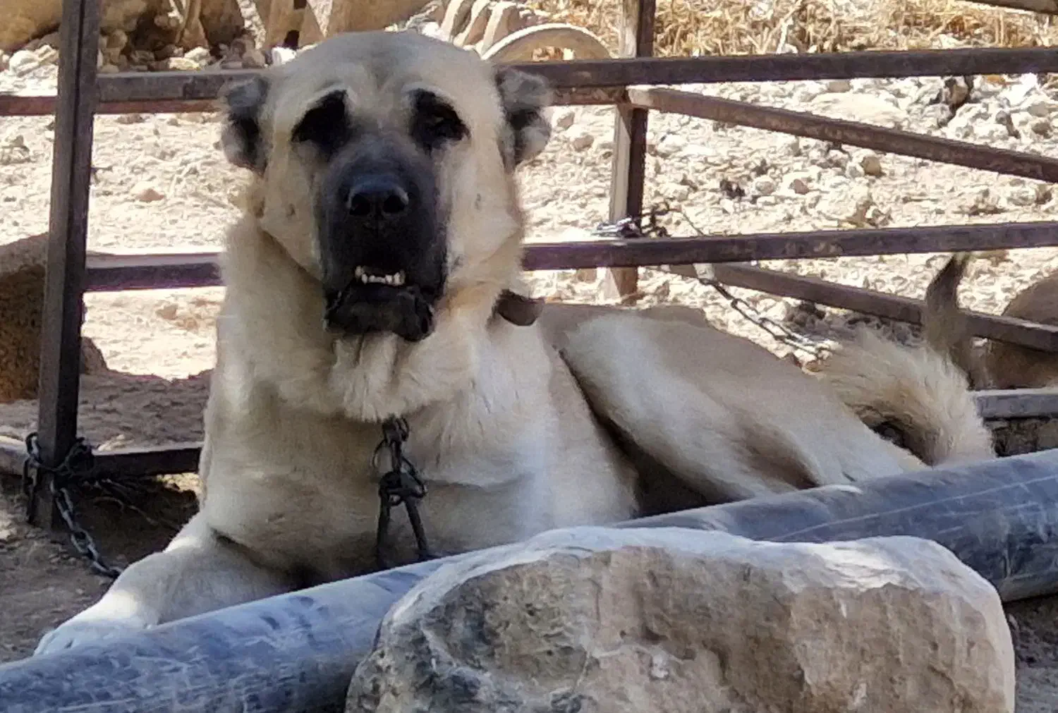 سگ سرابی|سگ|زرقان, |دیوار