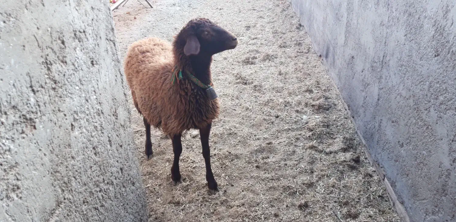 بره ماده|حیوانات مزرعه|شاهین‌شهر, گزبرخوار|دیوار