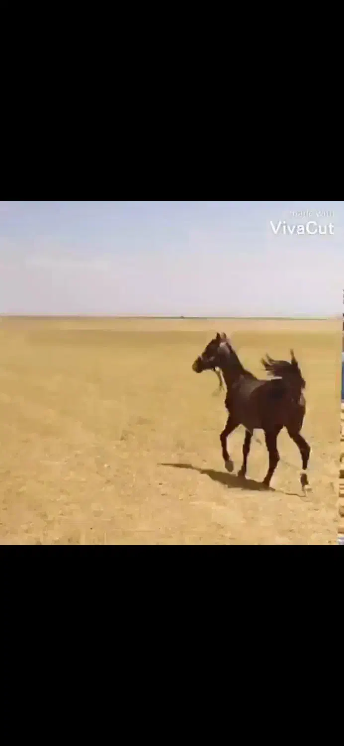 اسب|اسب و تجهیزات اسب‌سواری|شیرین‌سو, |دیوار