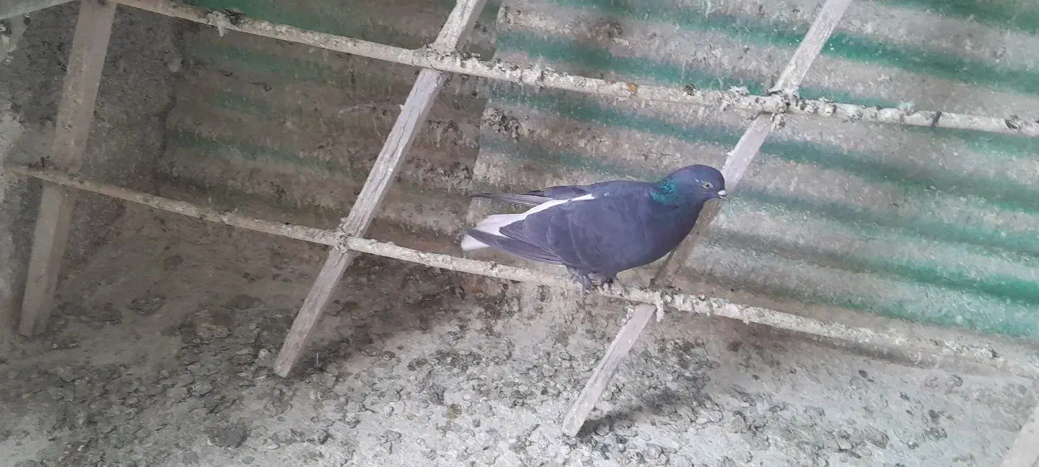 کبوتر|پرنده|فردیس, شهرک ۱۱۰|دیوار