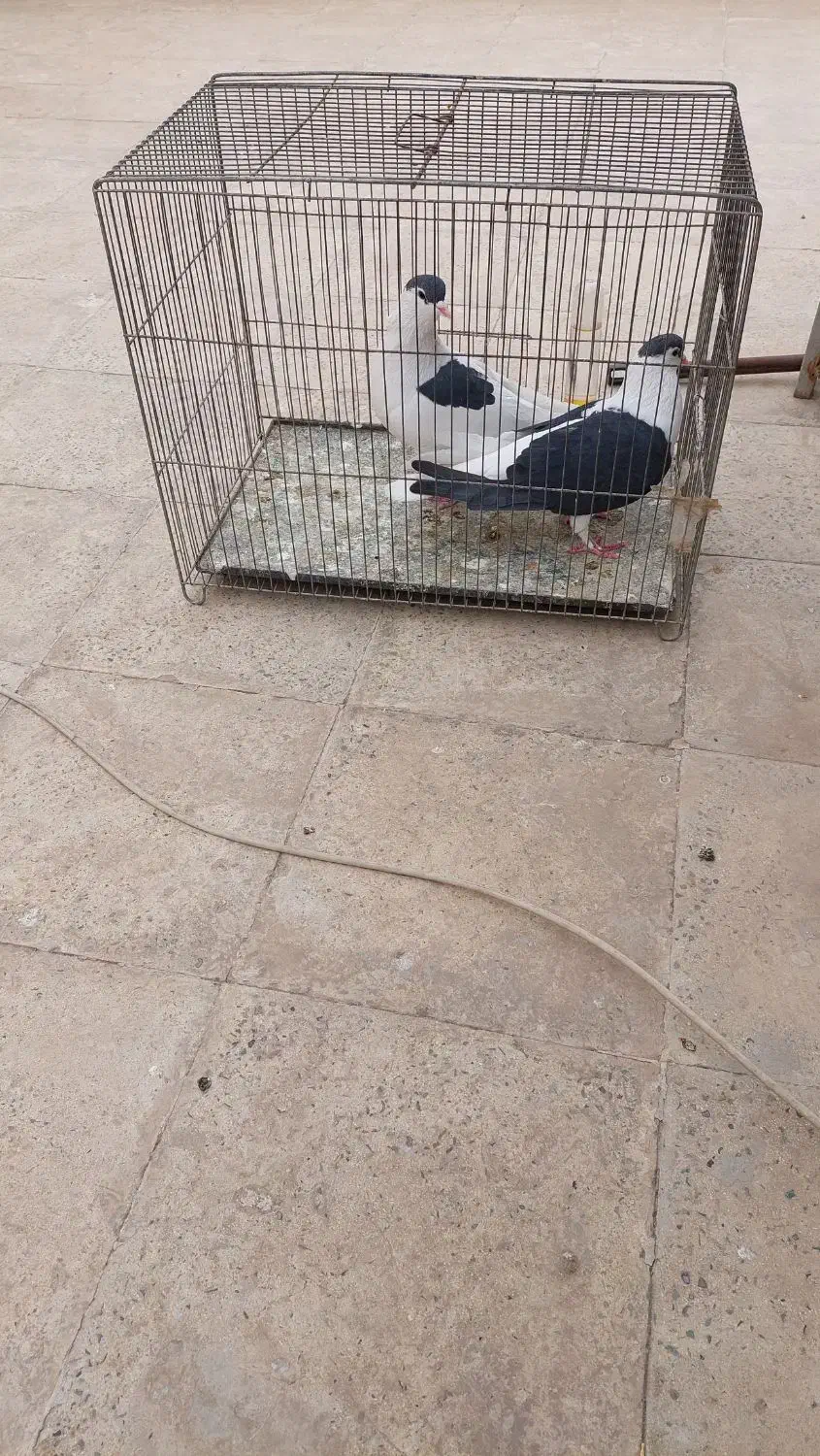 کبوترنروماده سیاه چادری وطوقی|پرنده|اسلام‌شهر, شهرک مهدیه|دیوار