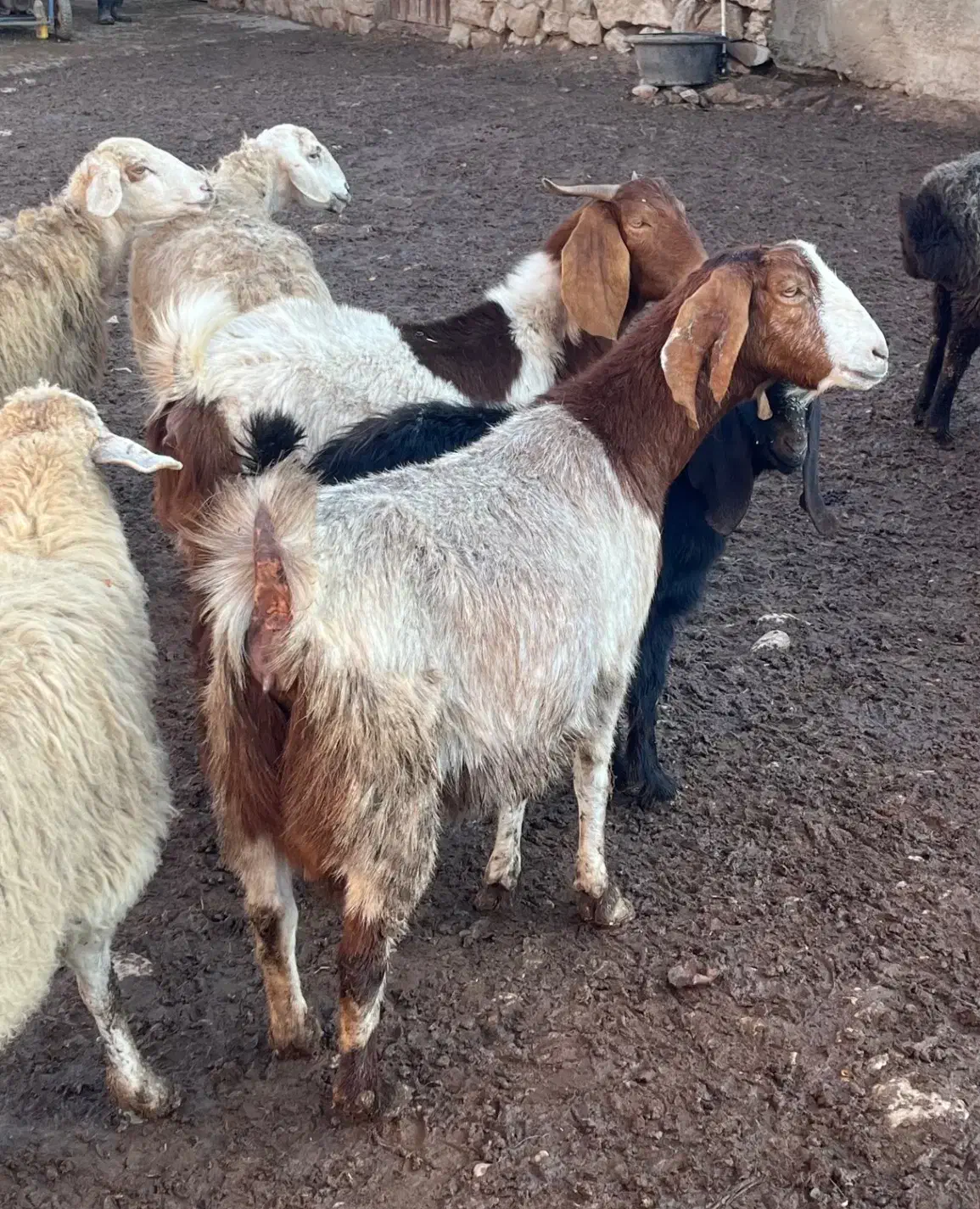 بز دورگ|حیوانات مزرعه|گرمخان, |دیوار