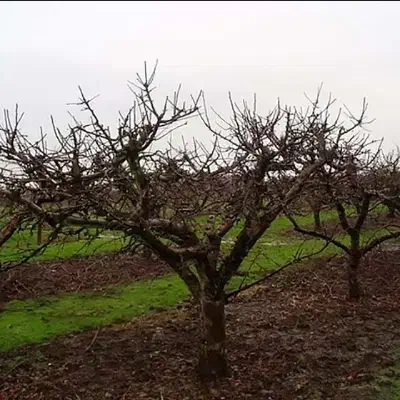 هرس و قطع درختان میوه و باغی|خدمات باغبانی و درختکاری|اسلام‌شهر, مطهری|دیوار