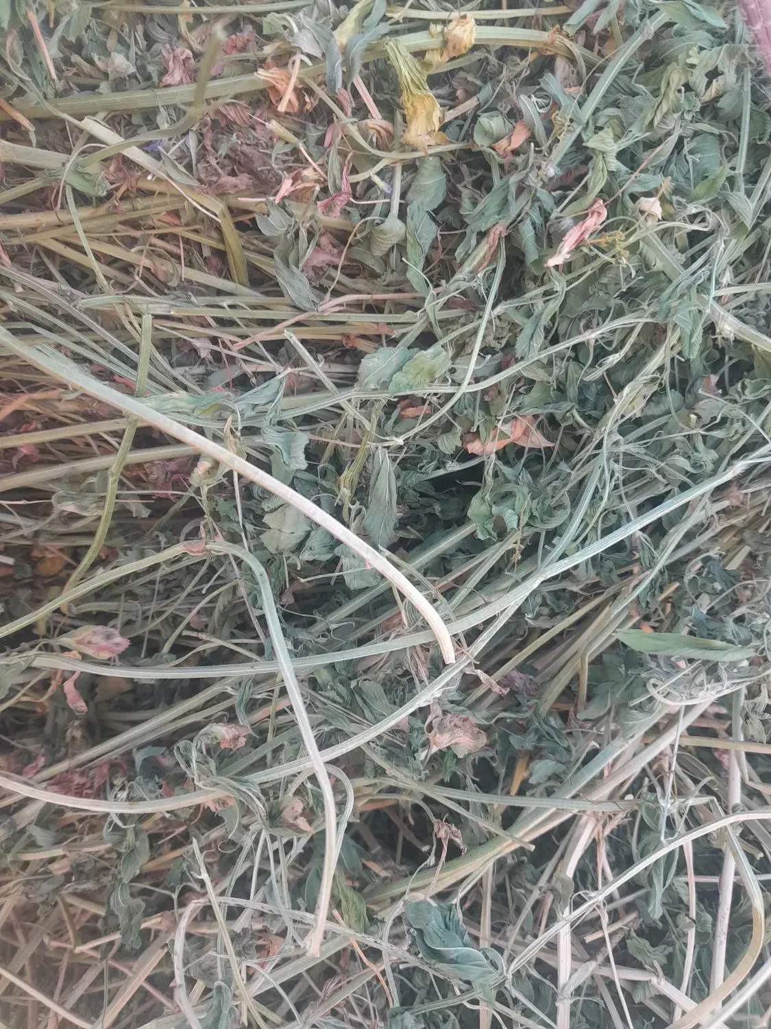 یونجه|لوازم جانبی حیوانات|قیدار, |دیوار