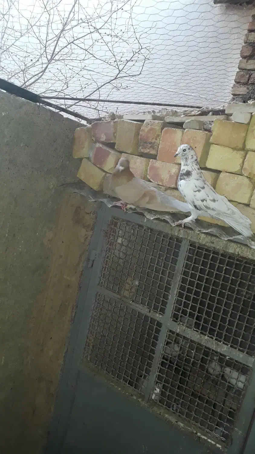 پرنده|پرنده|قم, کلهری|دیوار