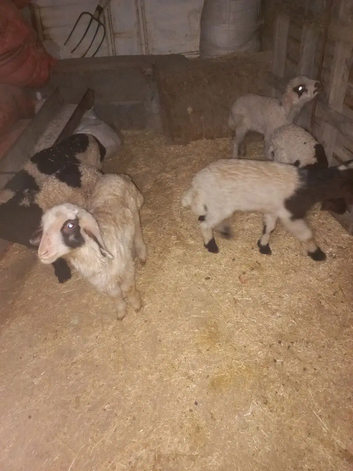 ۷راس میش وبره گیلانغرب|حیوانات مزرعه|گیلان غرب, |دیوار