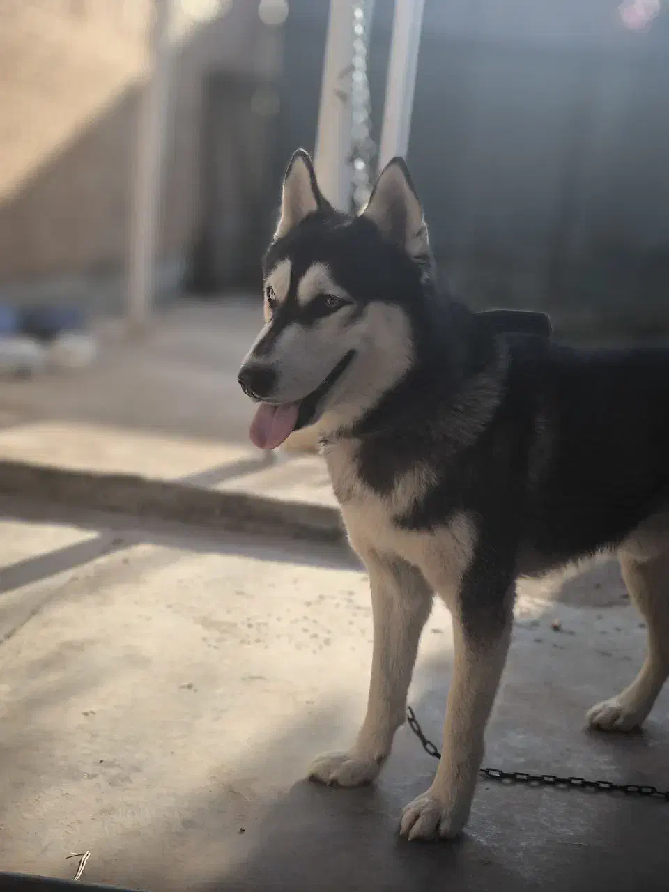 سگ هاسکی|سگ|امیدیه, |دیوار