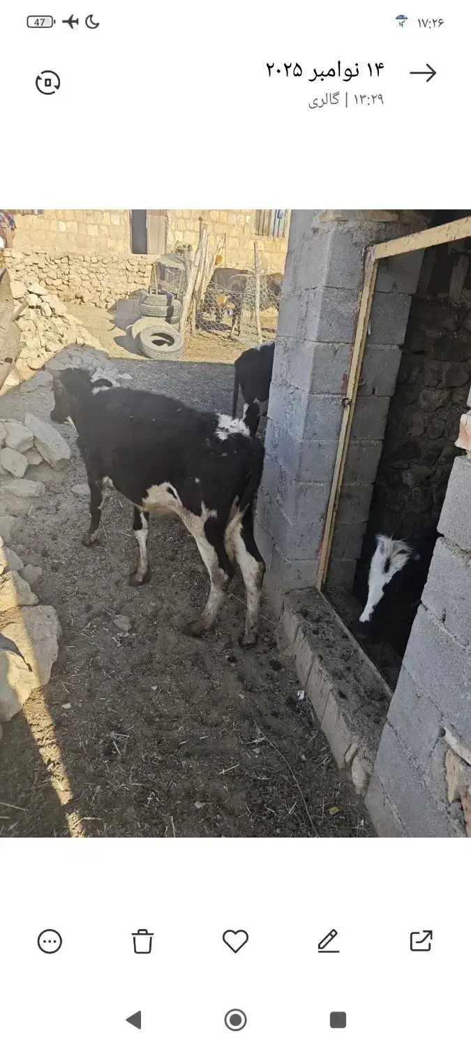 تلیسه چاق|حیوانات مزرعه|مارگون, |دیوار