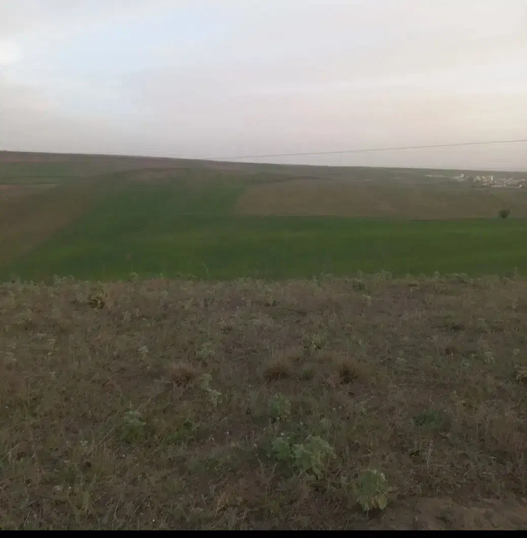 زمین مزروعی دیم بیله سوار هر هکتار 280|فروش زمین و ملک کلنگی|بیله سوار, |دیوار