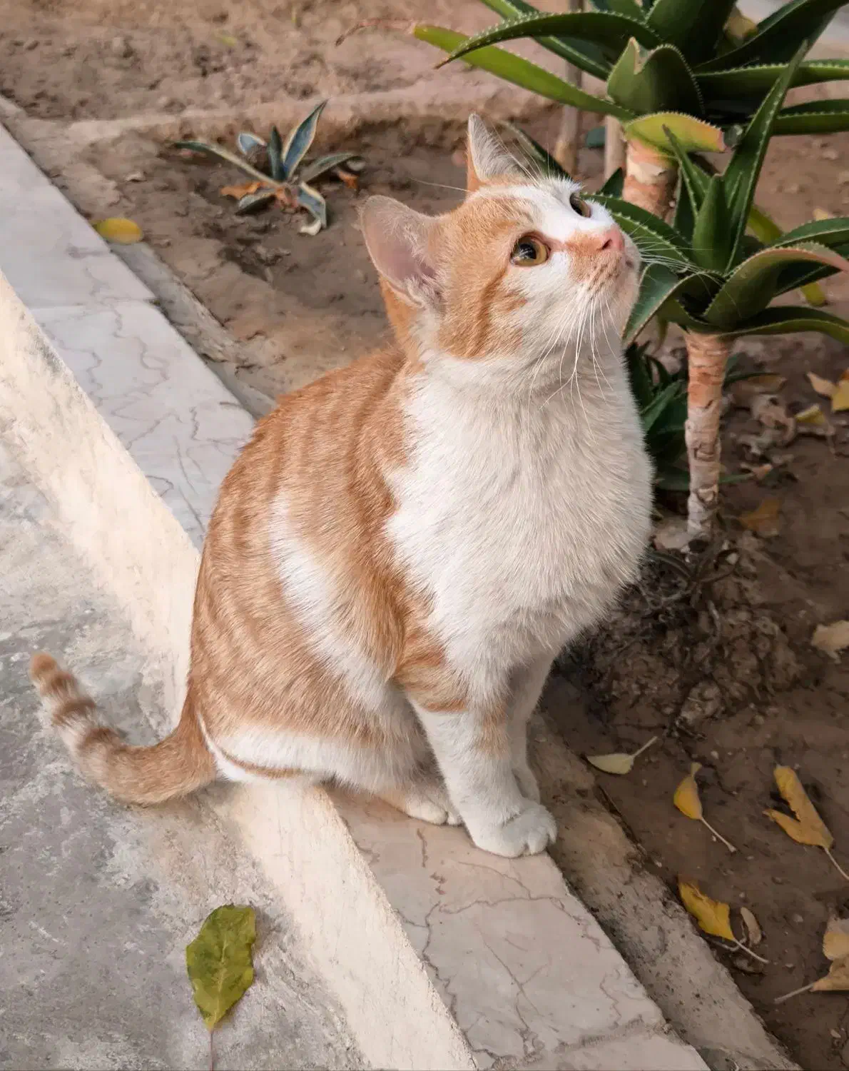 گربه|گربه|صدرا-فارس, فاز ۱|دیوار