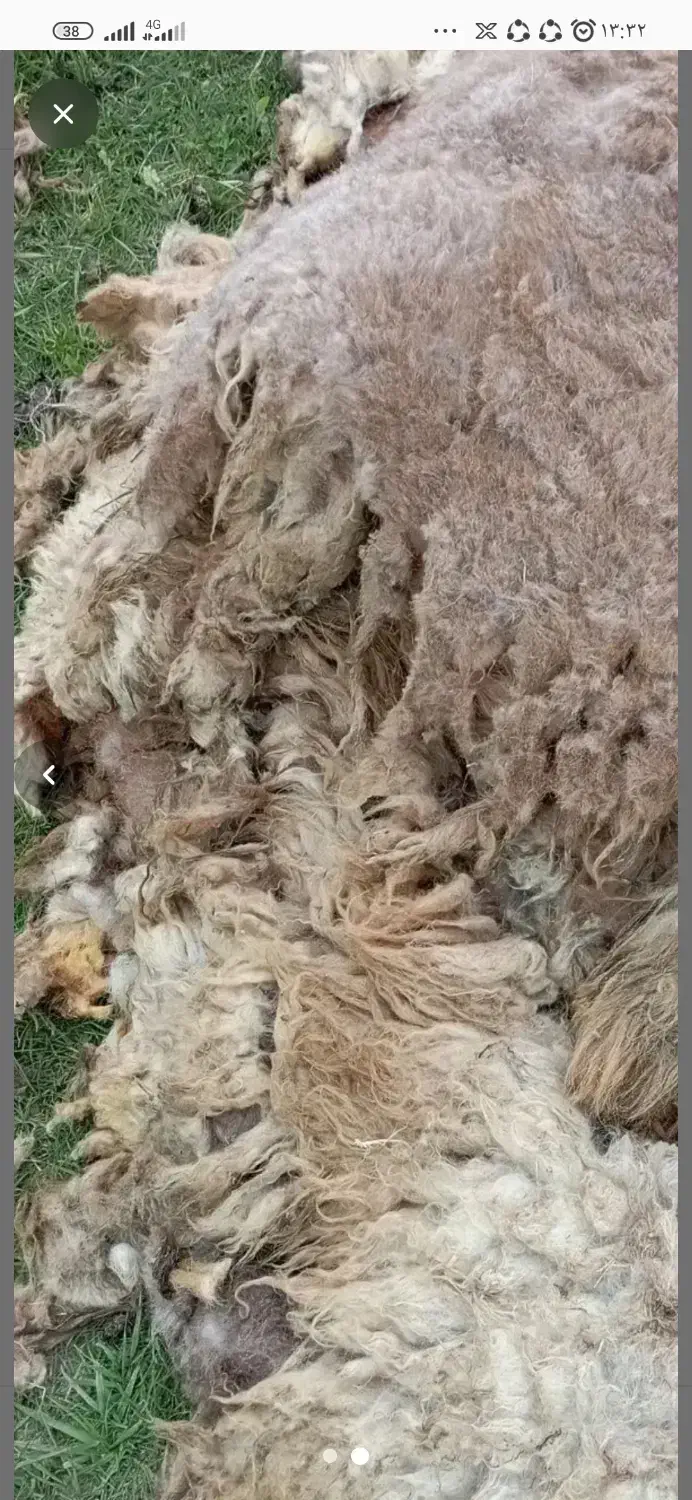 پشم|رختخواب، بالش، پتو|اهر, |دیوار