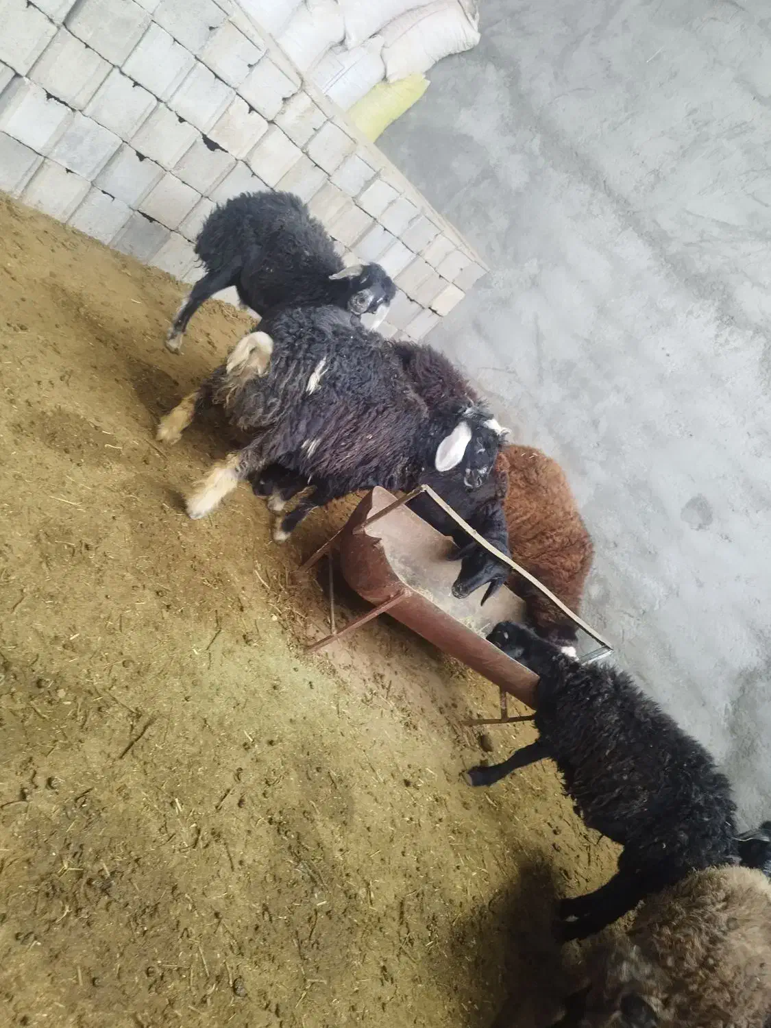 بره میش گوسفند|حیوانات مزرعه|نجف‌آباد, حومه نجف آباد|دیوار