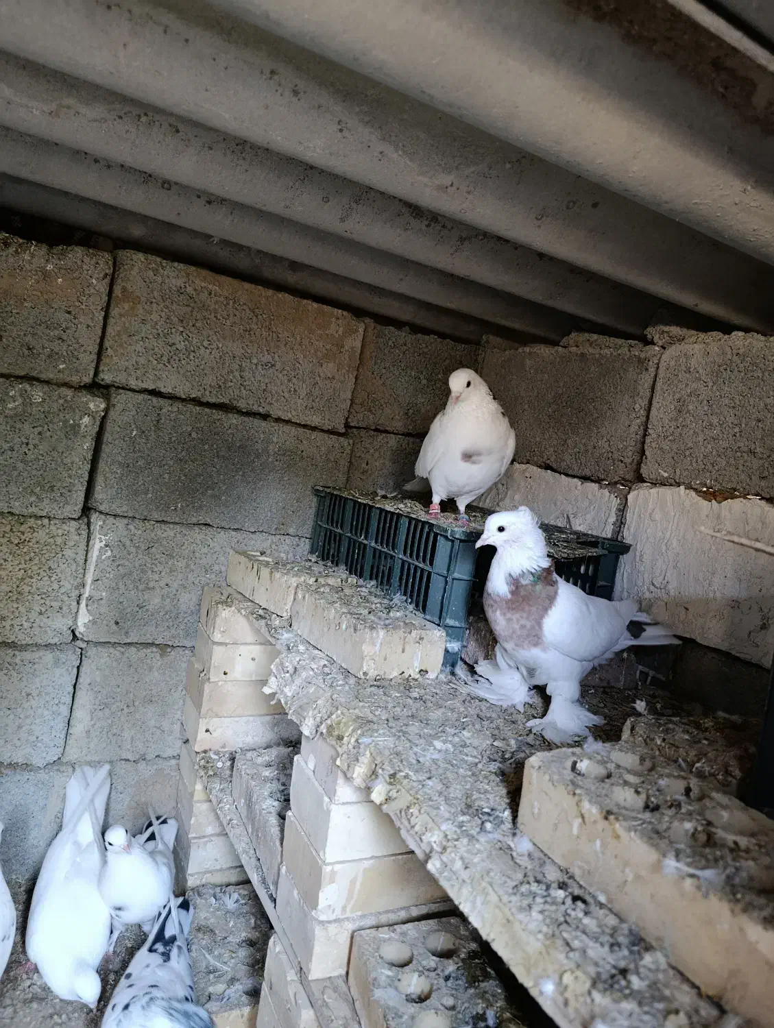 کبوتر|پرنده|پارس‌آباد, |دیوار