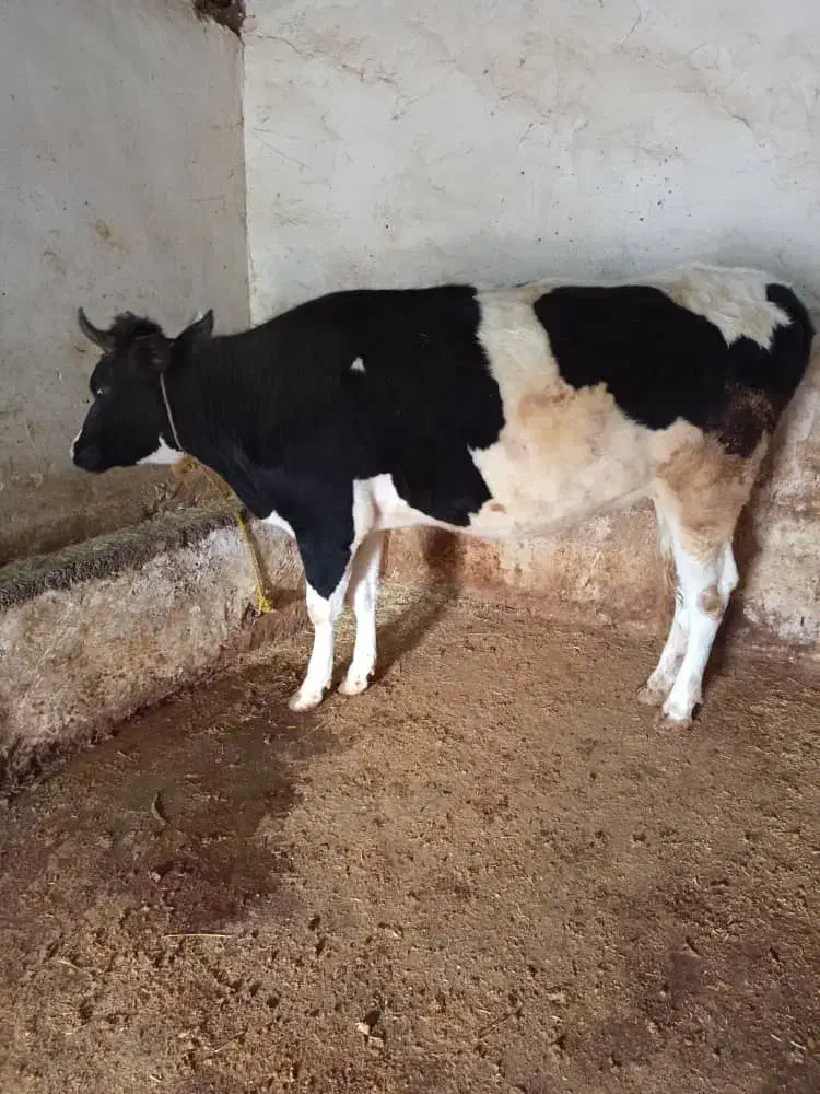 گاو وگوساله سیمینتال|حیوانات مزرعه|خاوه, |دیوار