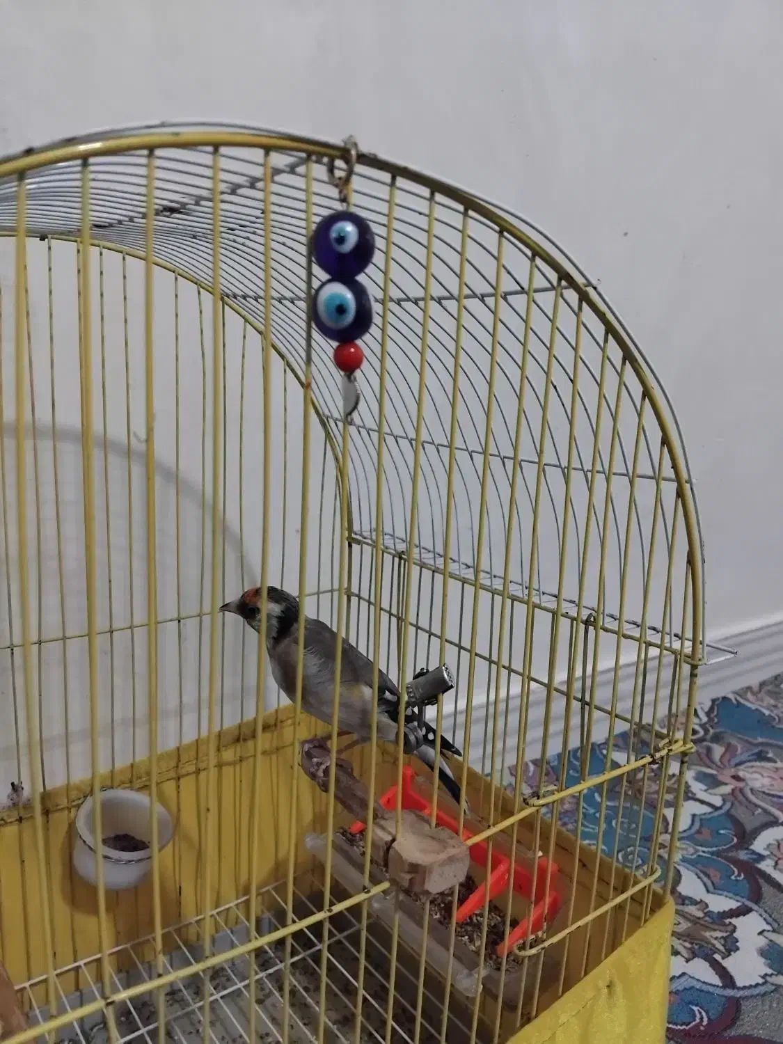 سهره فروشی|پرنده|تاکستان, |دیوار