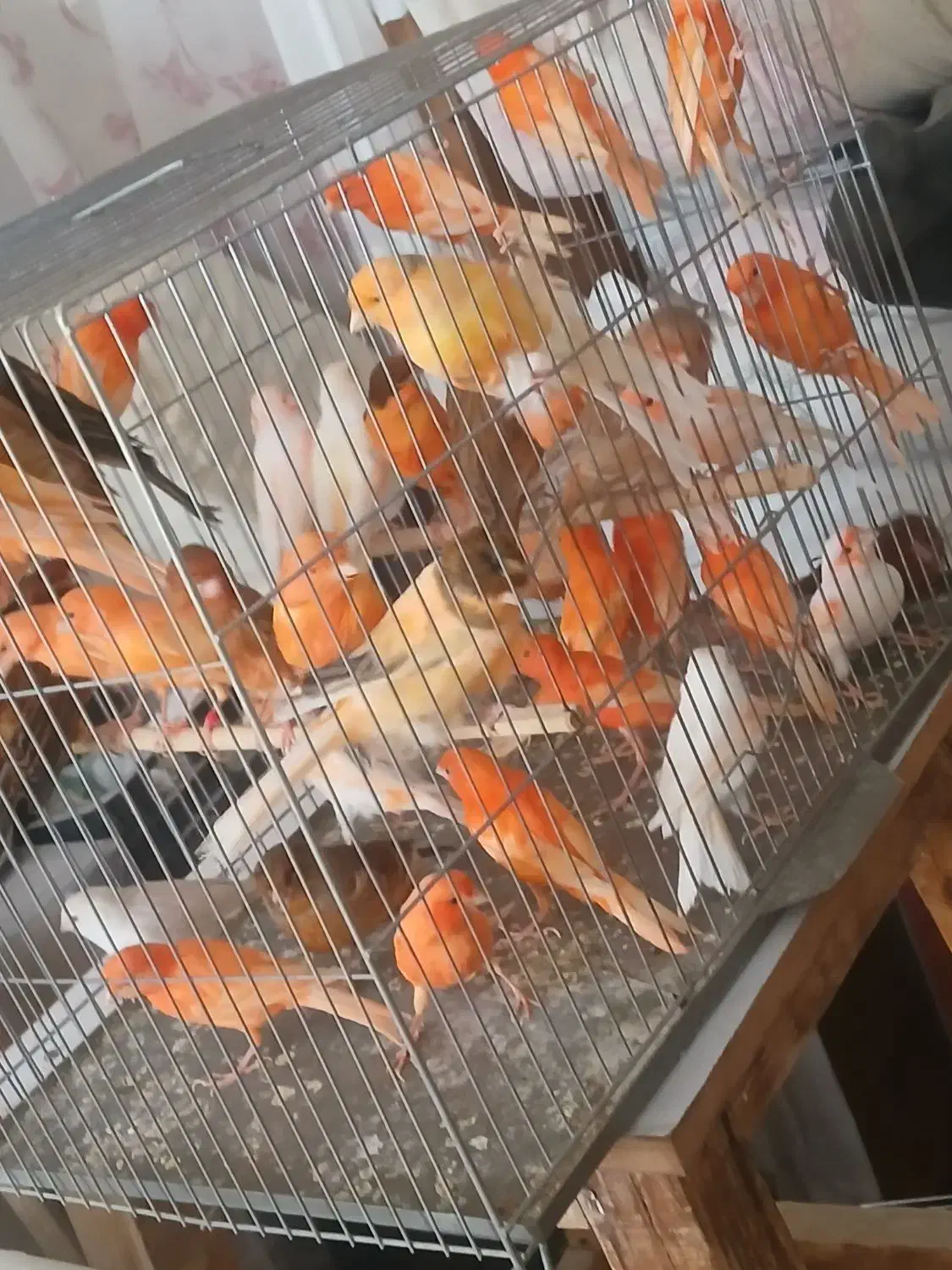 قناری سرخ رد فاکتور و مزایکی اورجینال خاص|پرنده|خمینیشهر, |دیوار