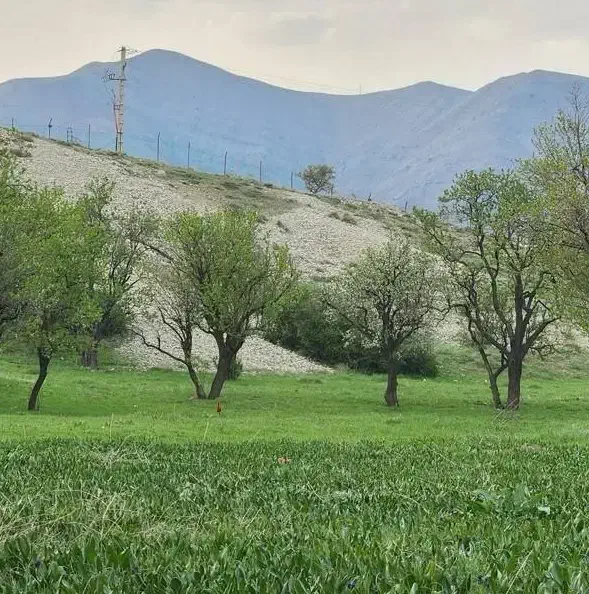 هدیه شب یلدا|کارت هدیه و تخفیف|ایلام, |دیوار