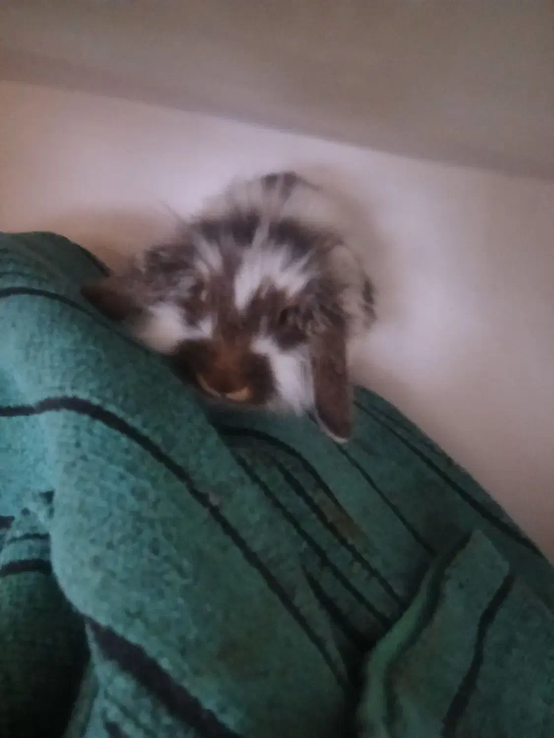 خرگوش پشمالو ماده|موش و خرگوش|فردوس (خراسان), |دیوار