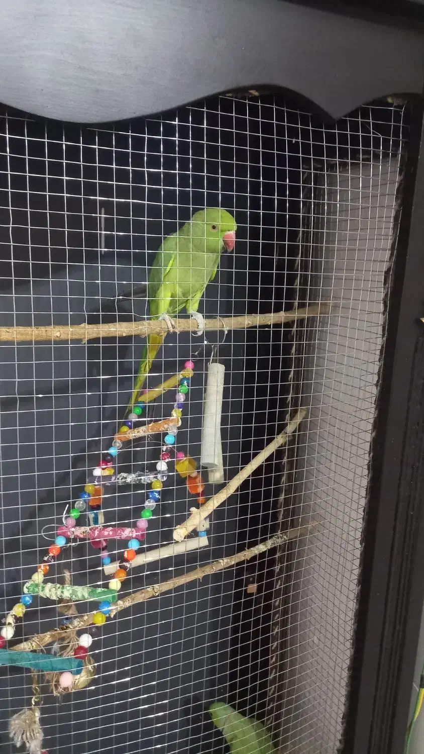 باسلام ماده طوطی فروشی|پرنده|رفسنجان, |دیوار