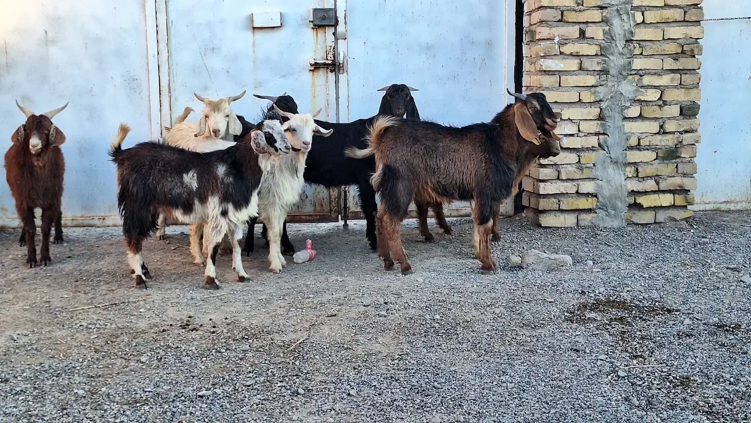 ۱۰ تا کره نر بخته|حیوانات مزرعه|رفسنجان, |دیوار