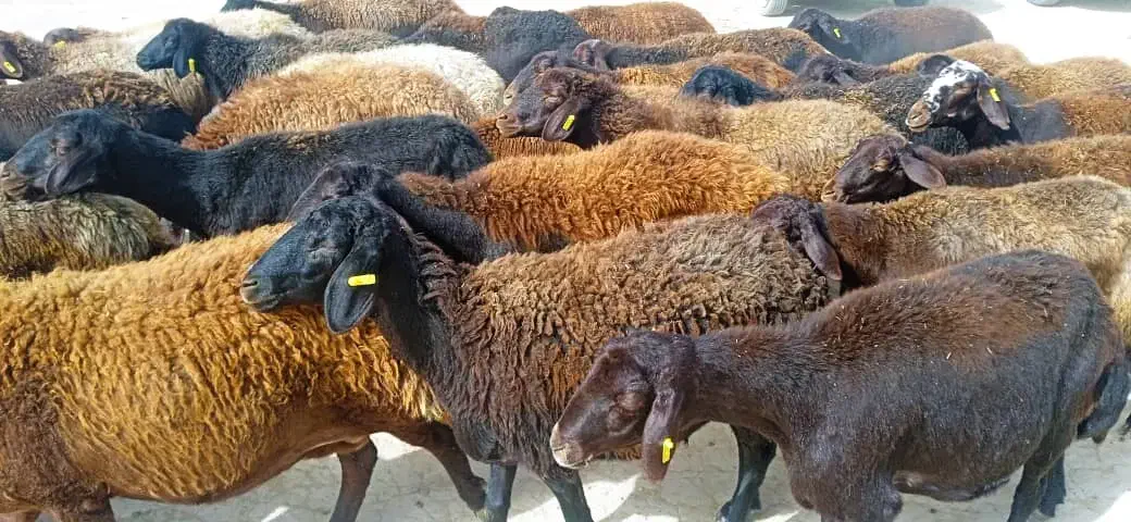 میش قزل افشار جوان ابستن وبره دار|حیوانات مزرعه|مشهد, زمرد|دیوار