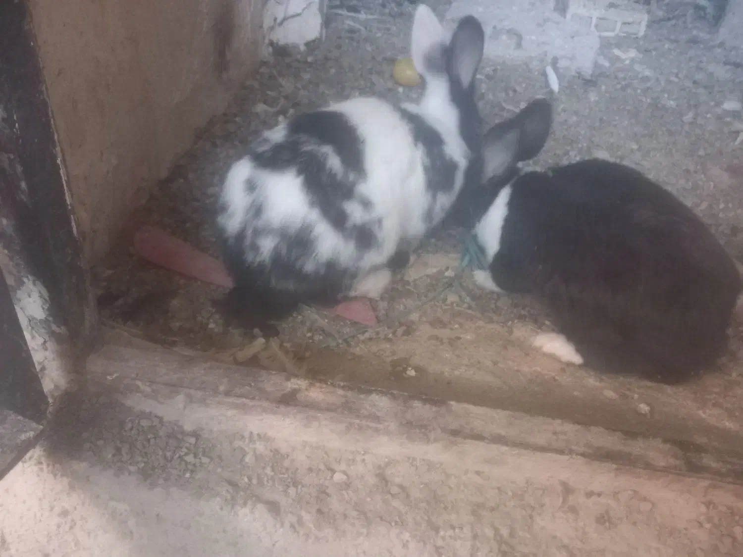 خرگوش|موش و خرگوش|نورآباد, |دیوار