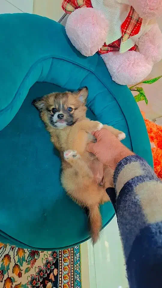 پامر خرسی عروسکی|سگ|رشت, دیانتی|دیوار