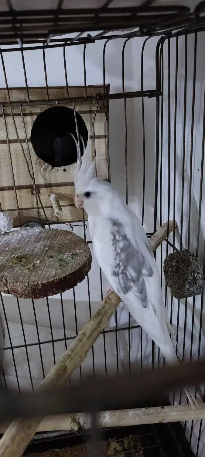 عروس هلندی نر دوکت|پرنده|کرج, حسین آباد (اکبر آباد)|دیوار