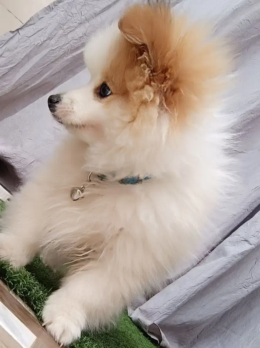 فروش سگ پامر روباهی نر|سگ|علیآباد کتول, |دیوار