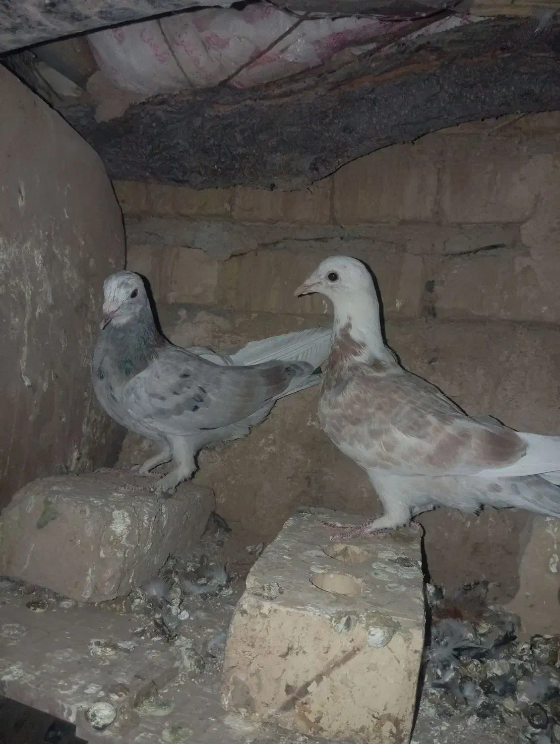 پرنده کفتر|پرنده|سلیمان, |دیوار