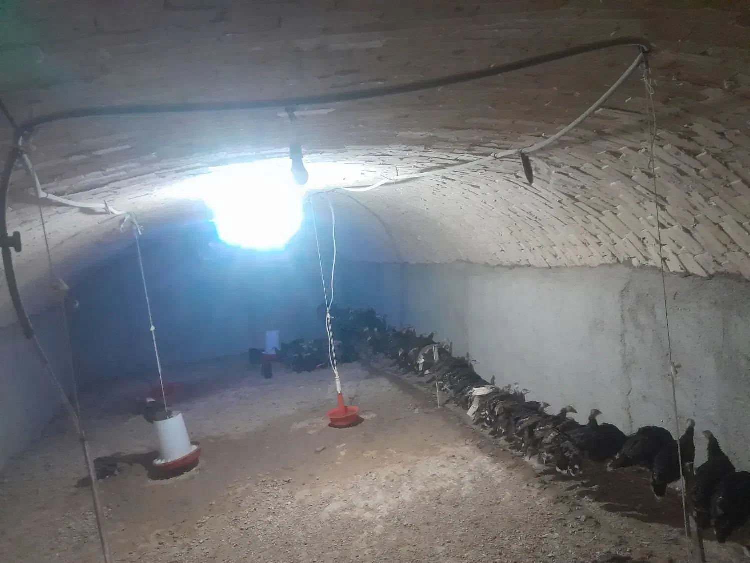 بوقلموجوجه|حیوانات مزرعه|همدان, |دیوار