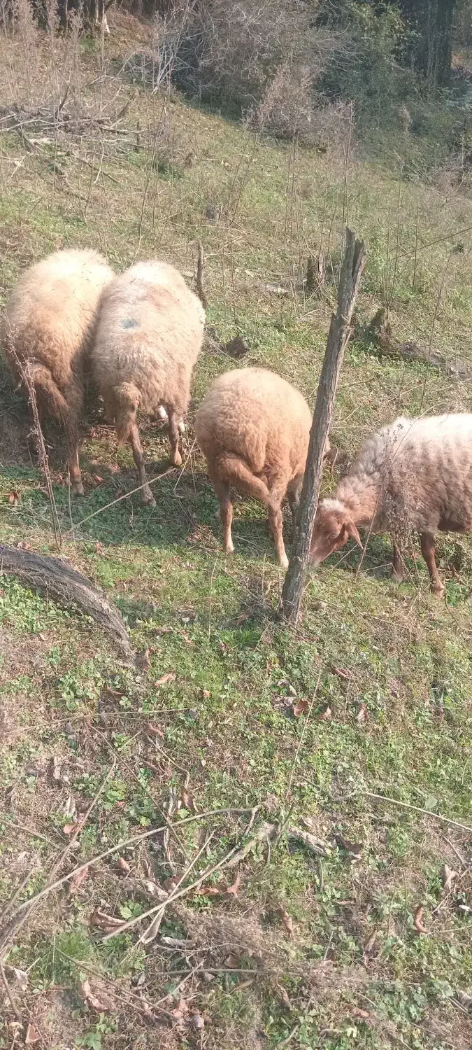 گوسفند|حیوانات مزرعه|سیاهکل, |دیوار