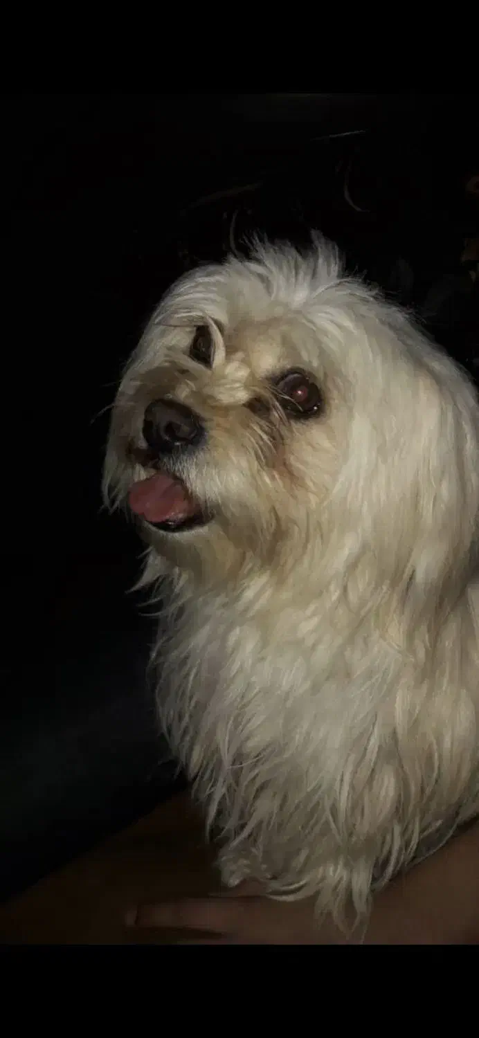 گم شدن سگ|حیوانات|بم, |دیوار