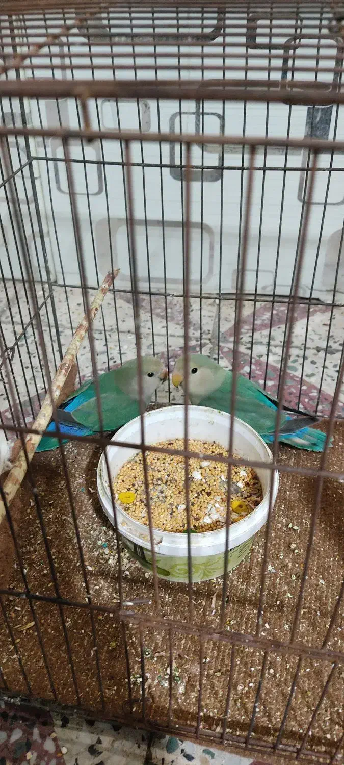 طوطی کتوله|پرنده|دزفول, |دیوار