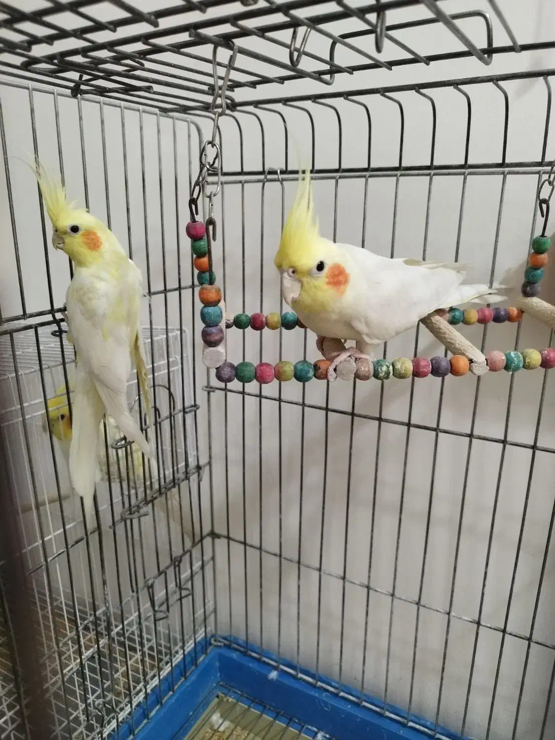 عروس هلندی|پرنده|مشهد, فتح المبین|دیوار