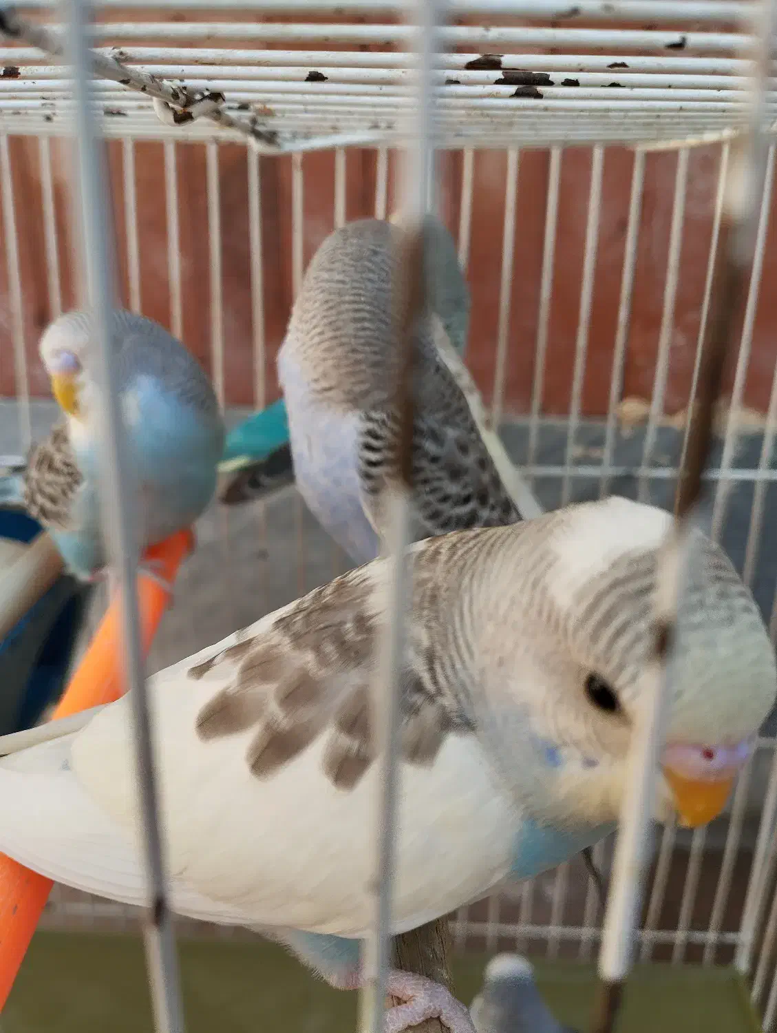 مرغ عشق|پرنده|گرمسار, |دیوار