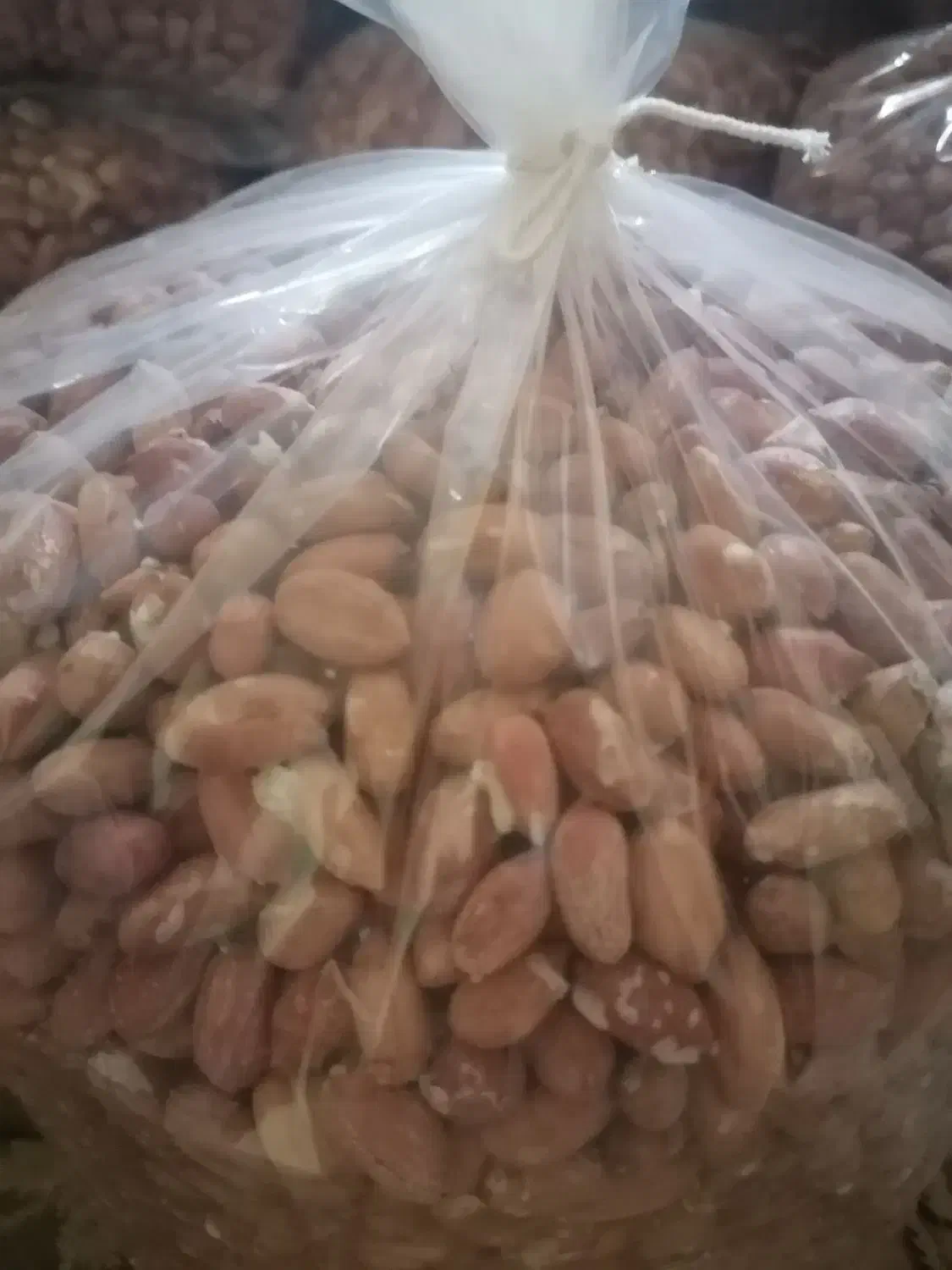 بادام زمینی آستانه|حراج|آستانه اشرفیه, |دیوار