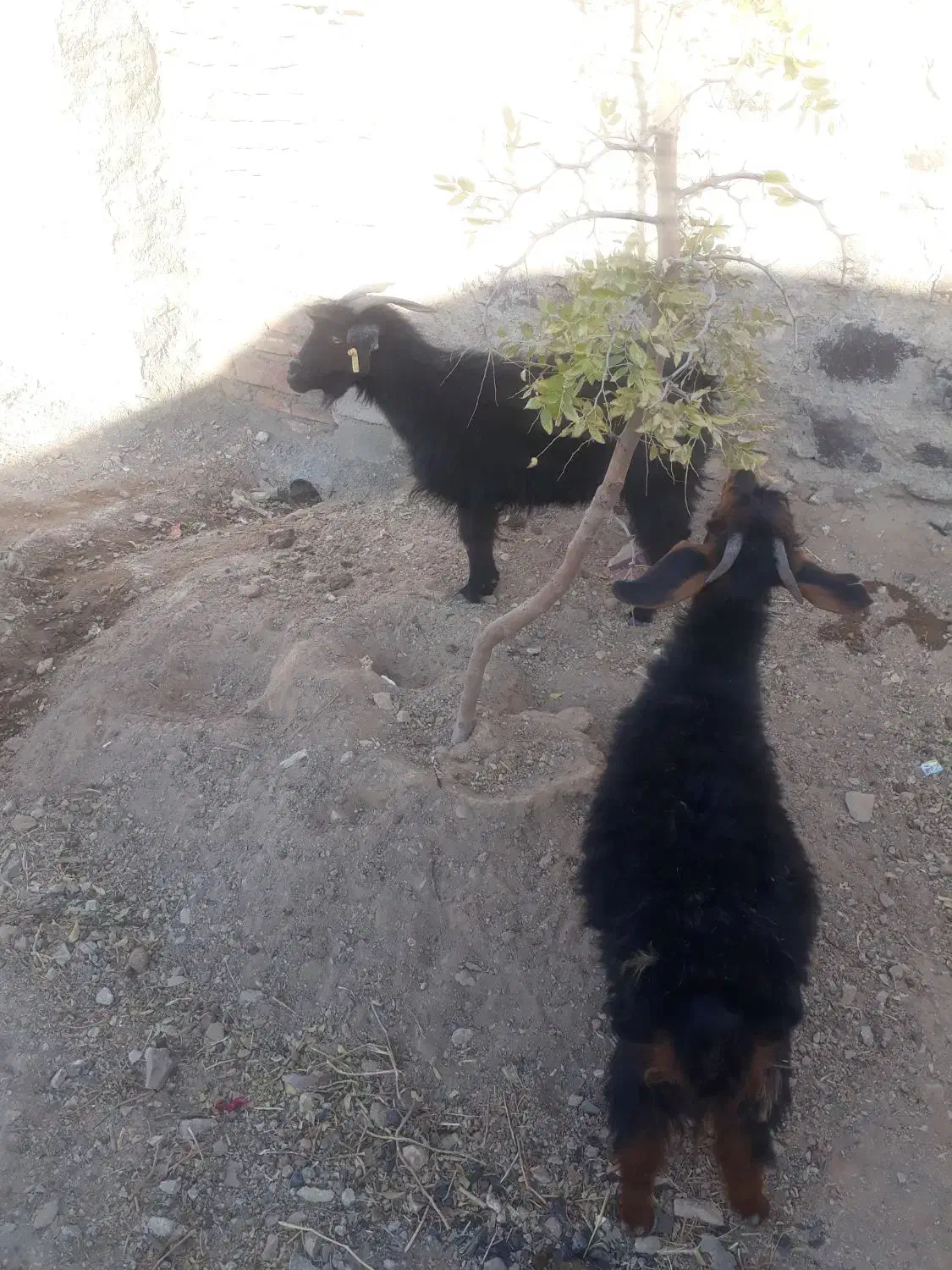 سلام یک بزوبزغاله|حیوانات مزرعه|سده (خراسان جنوبی), |دیوار